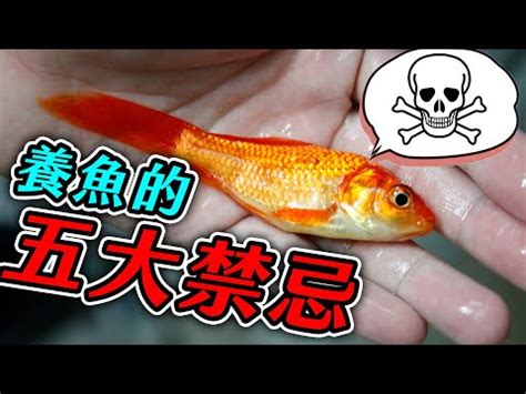 誰家裡養魚|養魚新手入門：12個教學讓你養魚一次上手（新手必讀）